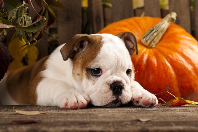 5 halloweeni tipp kutyagazdiknak