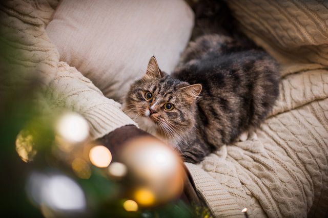 Figyelem! Az advent veszélyes időszak a kutyák és cicák számára
