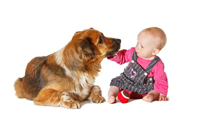 Bővül a család: féltékeny a kutyám?