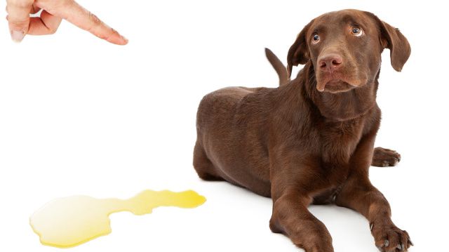 Izgalmi bepisilés megszüntetése