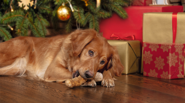 Mit tegyünk, ha kedvencünk lop az ünnepi asztalról?