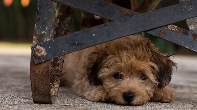 Mik a leghatékonyabb módszerek félős kutyusunk számára a petárdázás ellen?