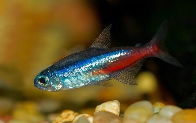 A neonhal