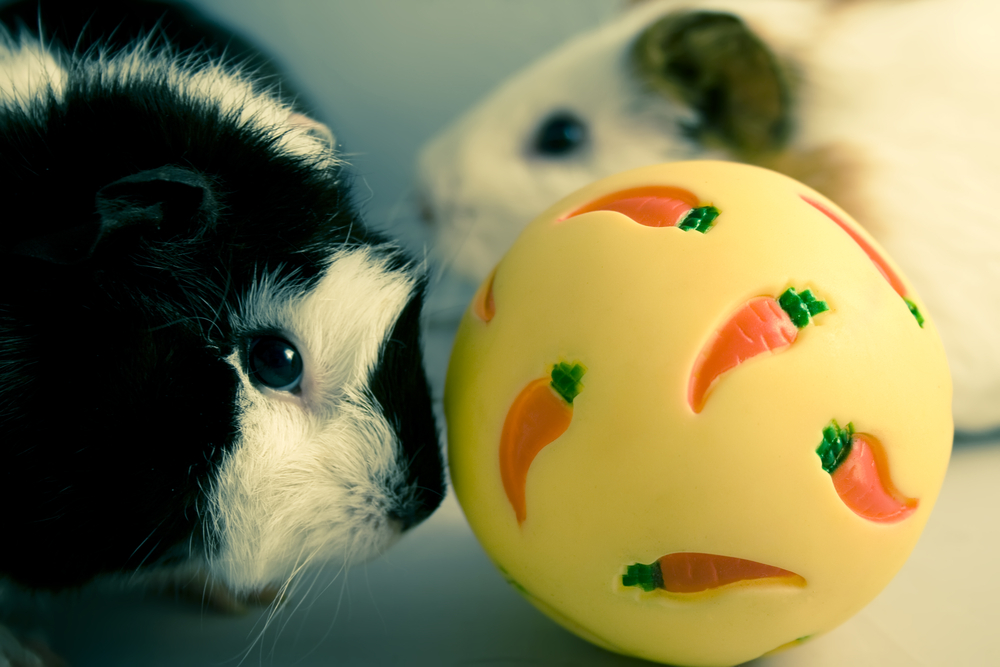 Nem csak enni szeret: íme, a játékos tengerimalac!