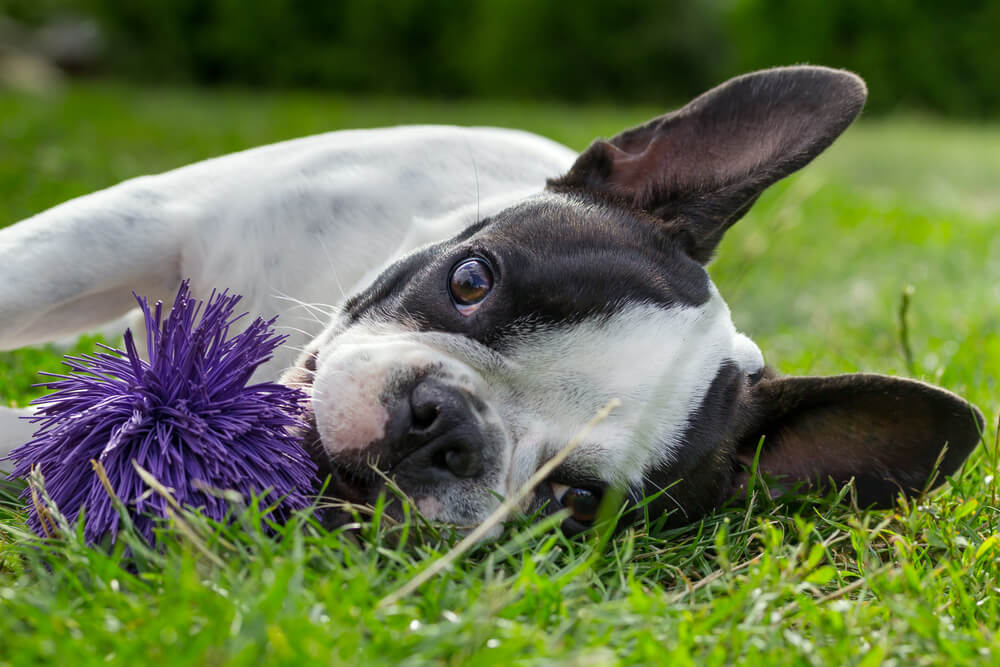 Kíváncsi kalandozás biztonságosan: tippek a kerti játékokhoz