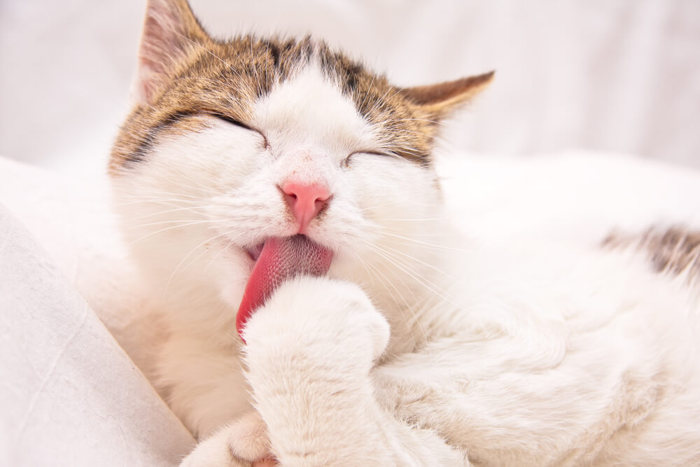 Krémes kényeztetés cicájának: próbálja ki a macskapasztát!