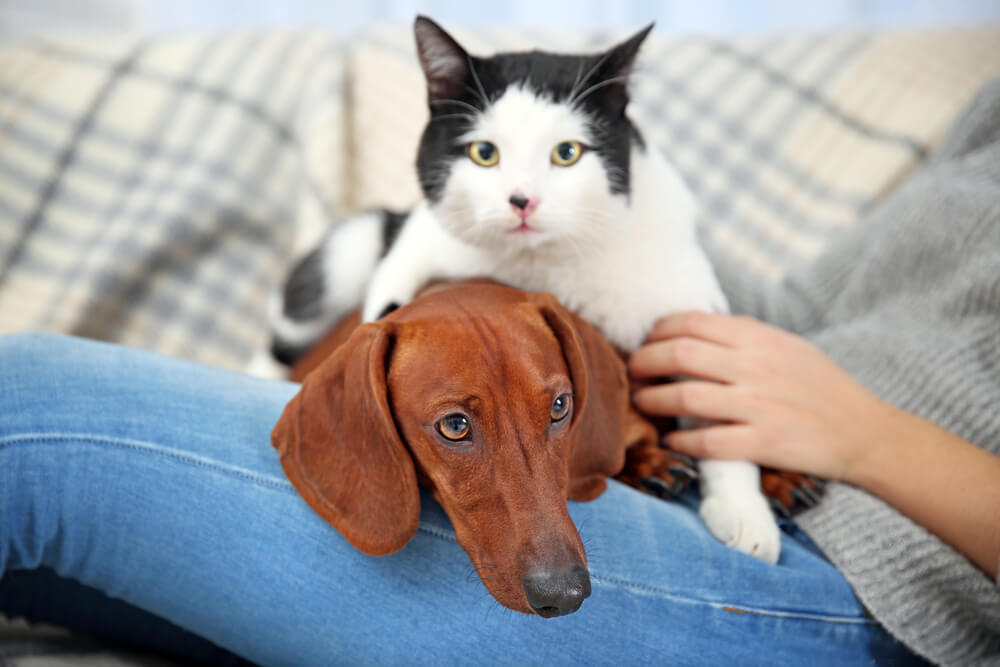 Új év, új én, a legfontosabb gazdi fogadalmak