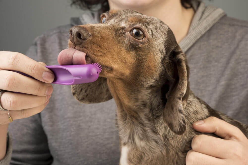 A legjobb tavaszi fogápolási tippek kutyáknak!