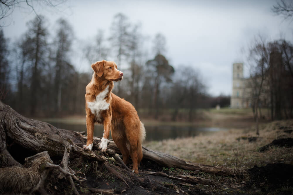 A természet íze: REAL NATURE Country Selection
