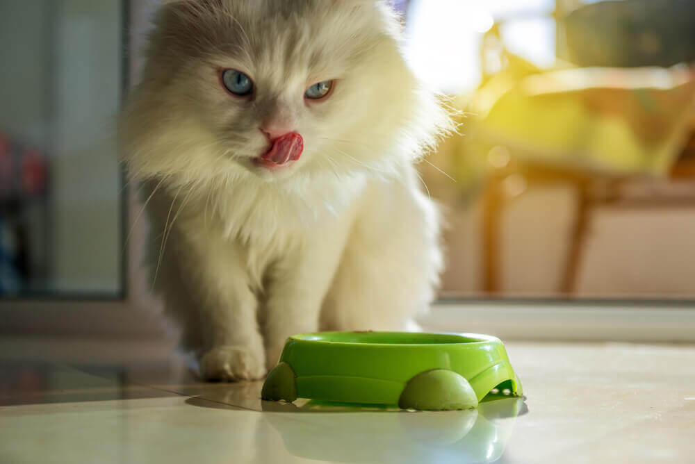 Különleges fajták, különleges igények: etetési tippek cicagazdiknak