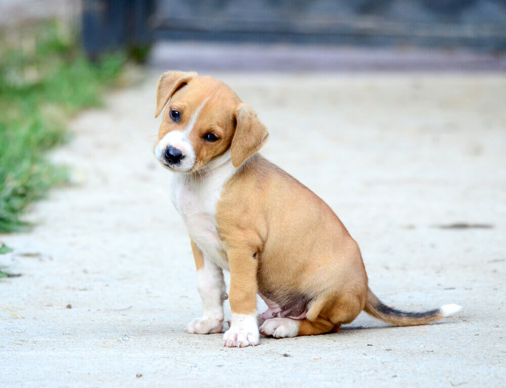 Forró beton: így óvjuk négylábúink tappancsait!