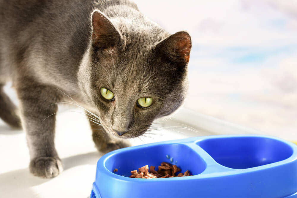 A legjobb nyári etetési tippek cicáknak!