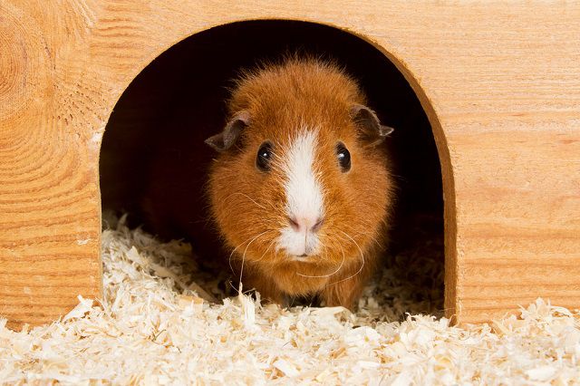 Mozogni jó! Indul a tengerimalac-tréning!