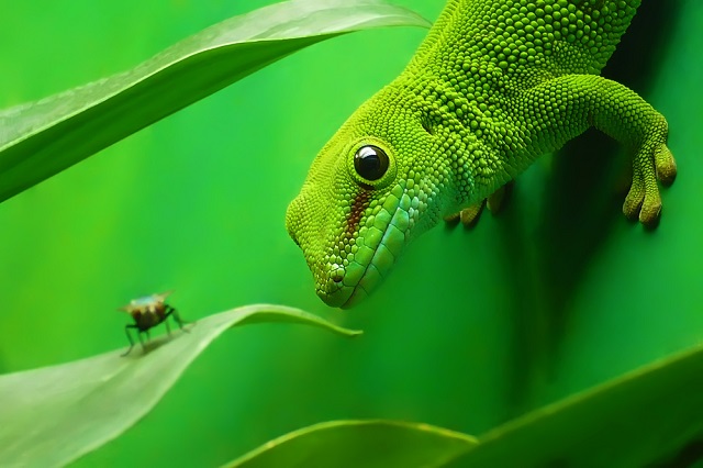 Tippek a terráriumba szánt növények telepítésére