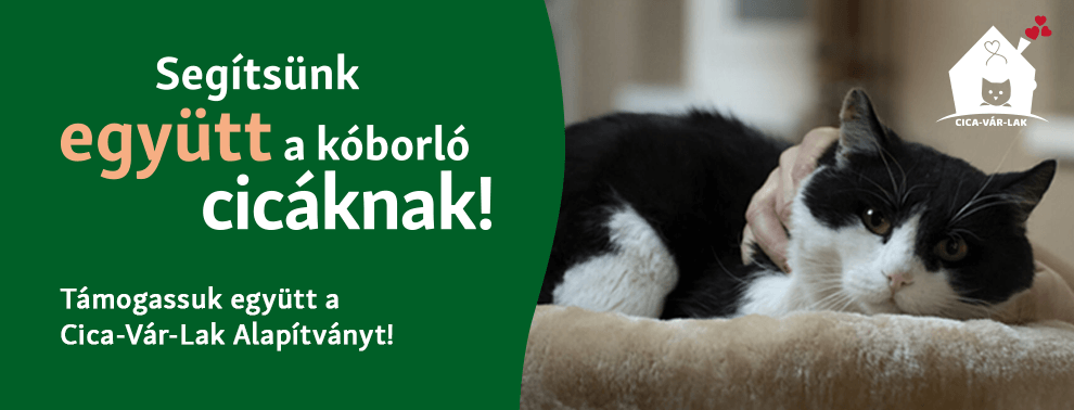 Segítsünk együtt a kóborló cicáknak!