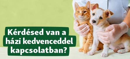 Kérdésed van a házi kedvenceddel kapcsolatban?