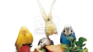 Vitaminok és egyebek: étrend-kiegészítők madaraknak