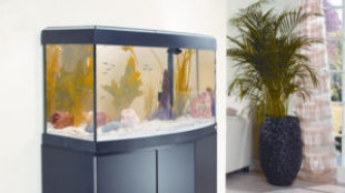 A megfelelő akvárium kiválasztása és elhelyezése