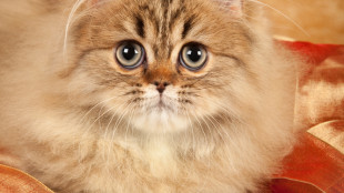 Az elbűvölő perzsa macska