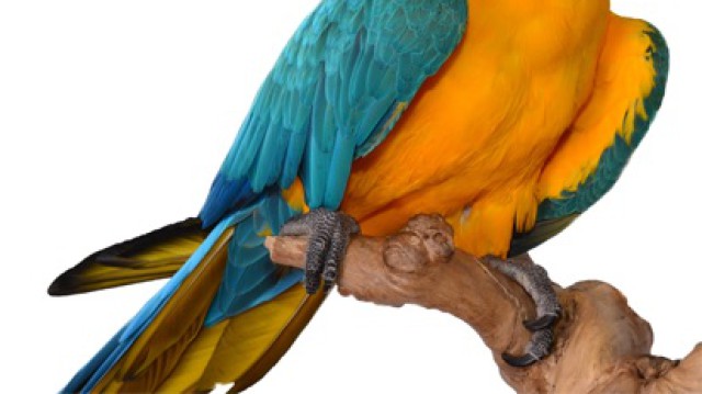 Hogyan tanítsuk meg beszélni a papagájt?