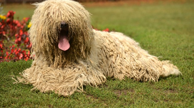 A legősibb magyar kutyafajta, a komondor!