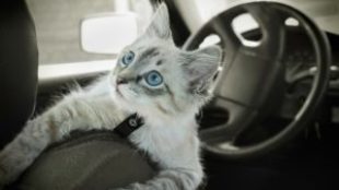 Macskazene hosszú útra: cicával az autóban