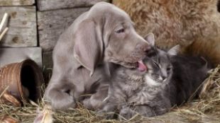 A kutyák és macskák tökéletes ápolása