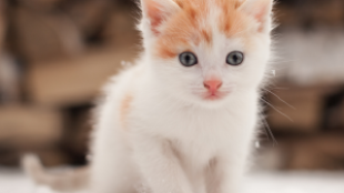 3 tipp a kerti cicák egészségmegőrzésére