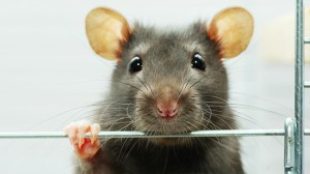 Okos és barátkozós: a patkány mint háziállat