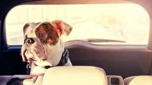 Hogyan autózzunk a kutyánkkal?