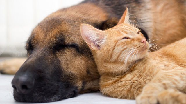 5 tipp a kutya-macska barátsághoz