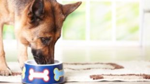 Testi-lelki egészség: ideális étrend idősödő kutyusoknak
