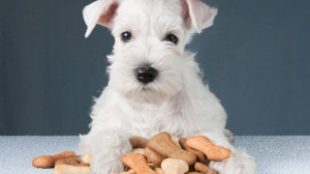 5 hasznos táplálék-kiegészítő kutyáknak
