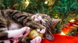 Karácsonyi hangulatban: a legjobb ajándékötletek cicáknak