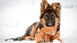 A hosszú szőrű kutya és a hó esete