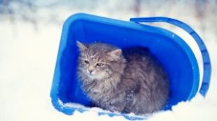 Cicahideg, így óvja kedvencét februárban