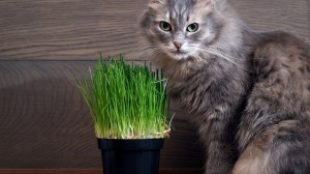 A hónap legjobb természetes étrend-kiegészítői cicáknak