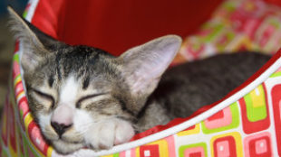 Miről álmodik a cica? A tökéletes pihenőhelyről!