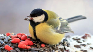 Miért etessük egész télen át a vadon élő madarakat?