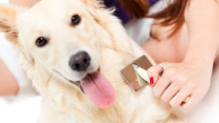 A legjobb szőrápolási tippek kutyusoknak