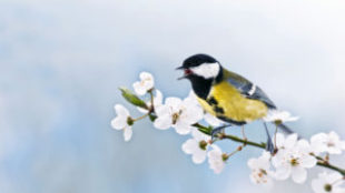 Új vendégeket hoz a tavasz: madárlesen a kertben