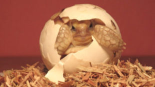 Segítség: a teknősöm tojást rakott!