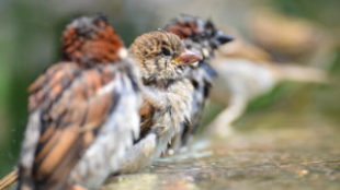 Nemcsak télen fontos: madáritatás kánikulában