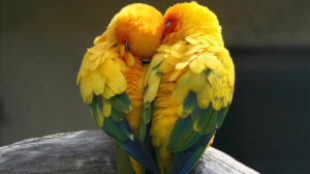 Minden madár társat választ – tollas barátaink párban szeretnek élni!