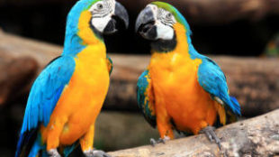 Csacsogó csőrösök: 5 népszerű beszélő papagáj