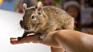 Degu kisokos