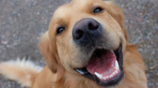 Fogas kérdés: mindennapi szájápolás kutyáknak