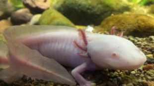 Hihetetlen kétéltűek: az axolotl