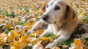5+1 őszi tipp az idősebb kutyák etetéséhez