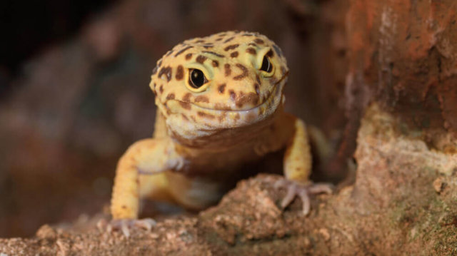 segít a leopárd gekkónak a fogyásban